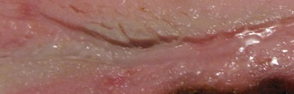 c2d72be3de96.jpg